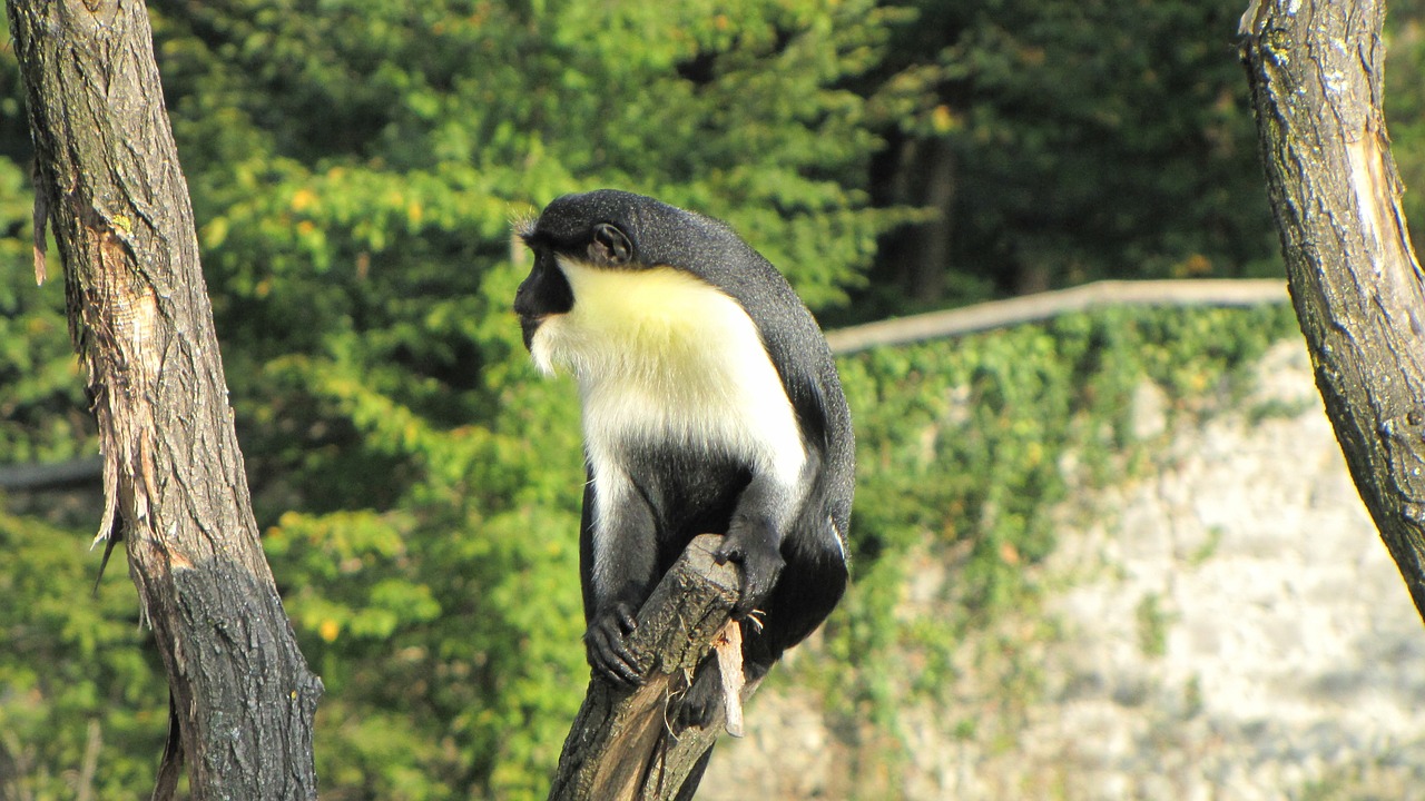 monkey äffchen zoo free photo