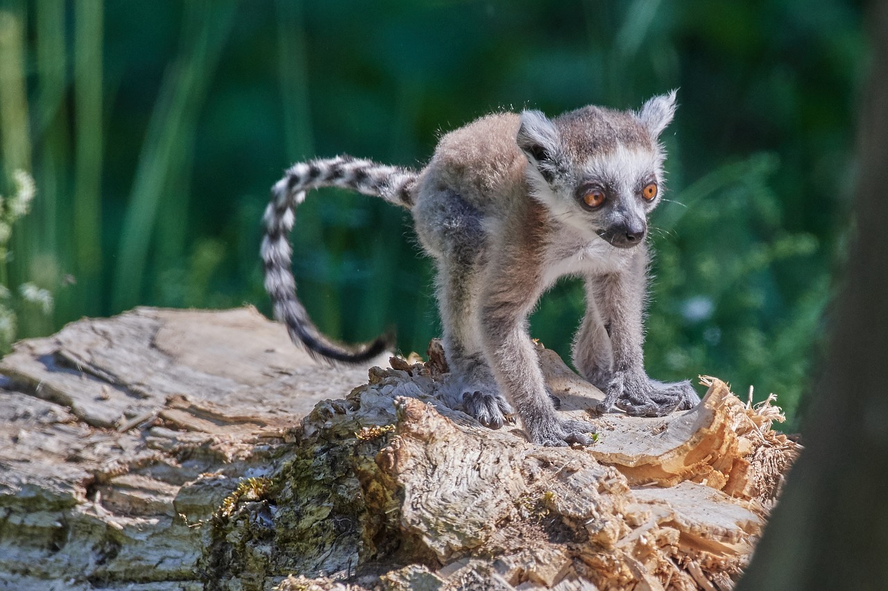 monkey  lemur  young animal free photo