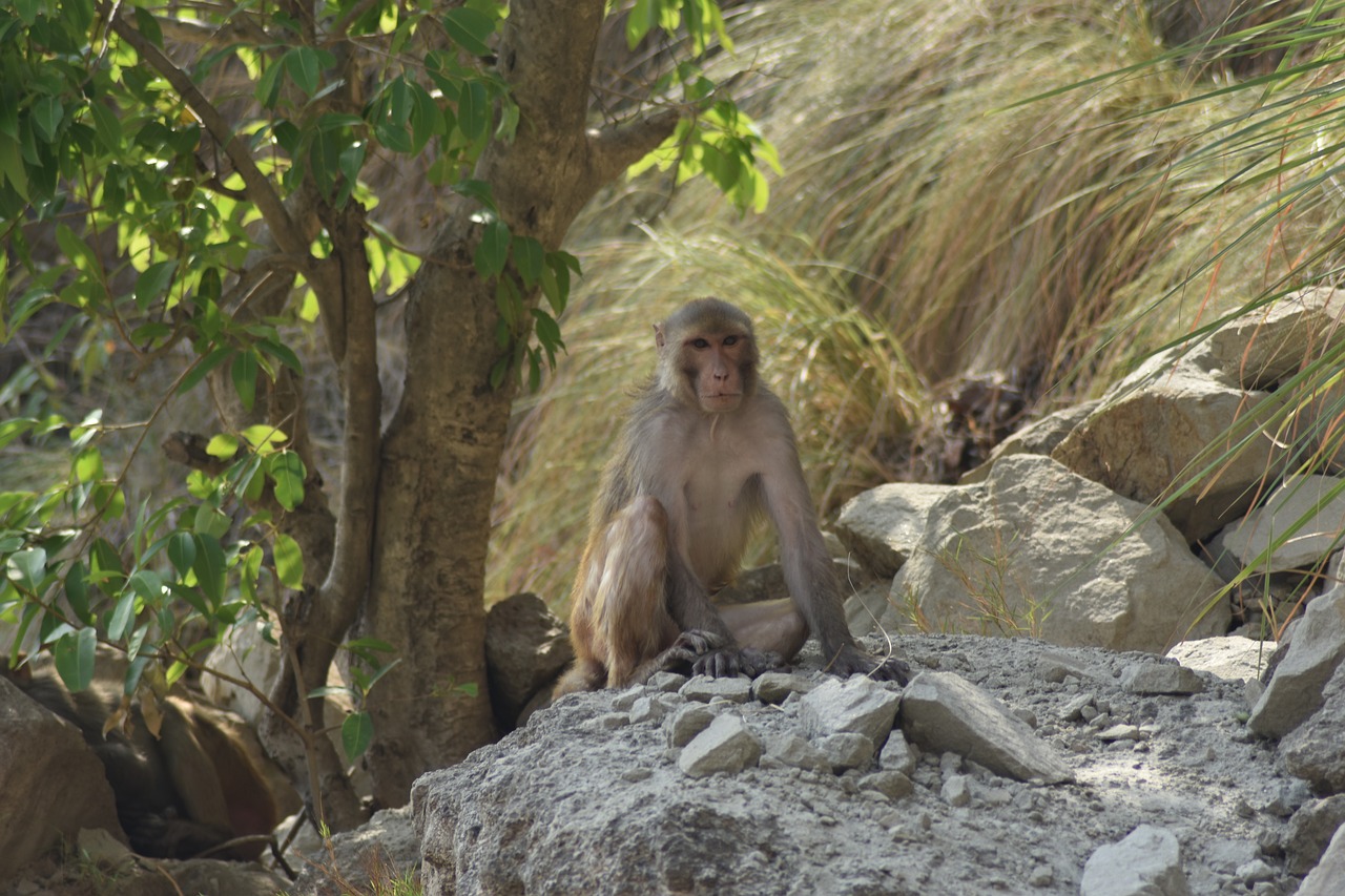 monkey  wildlife  animals free photo