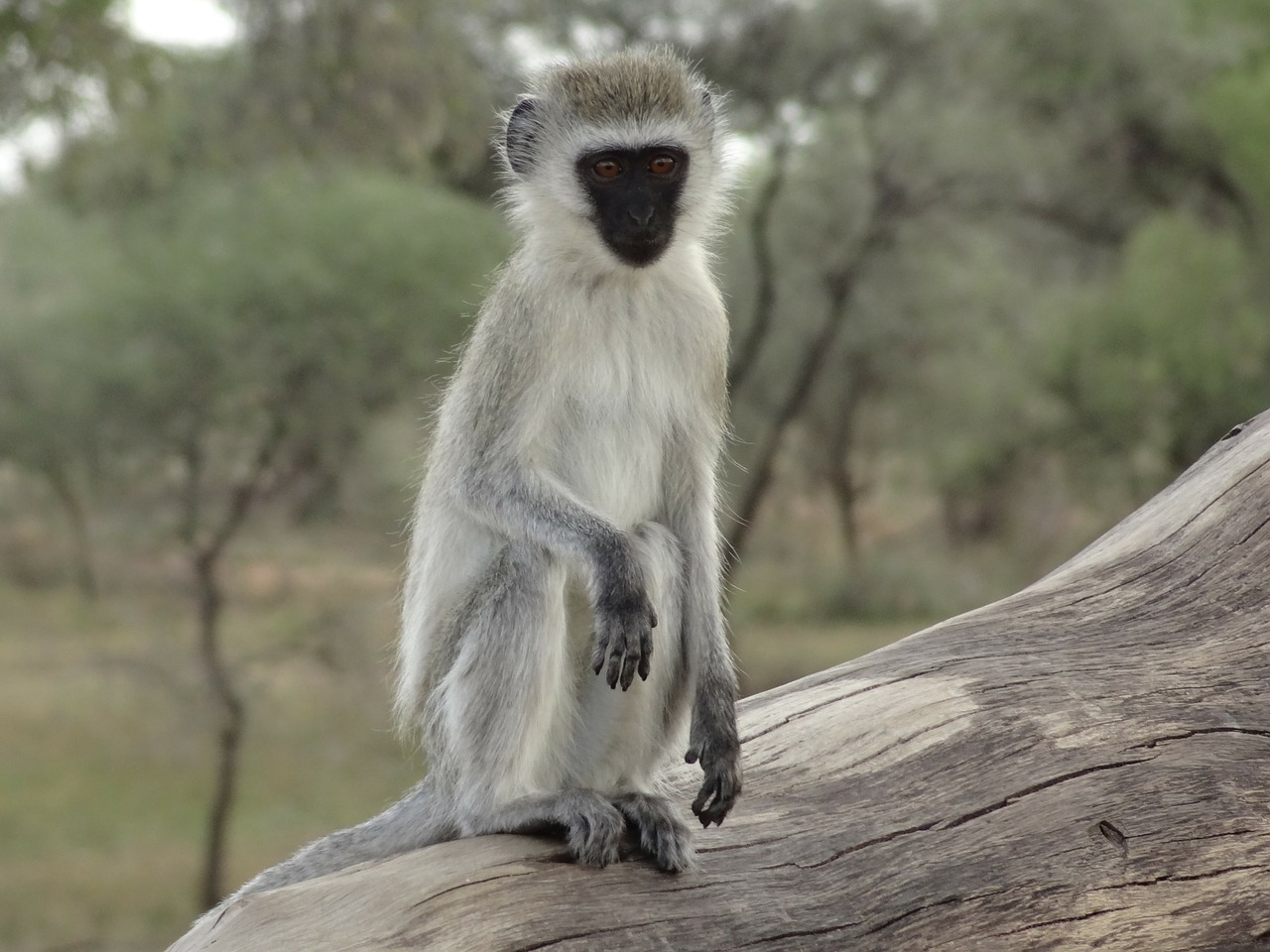 monkey portrait human free photo