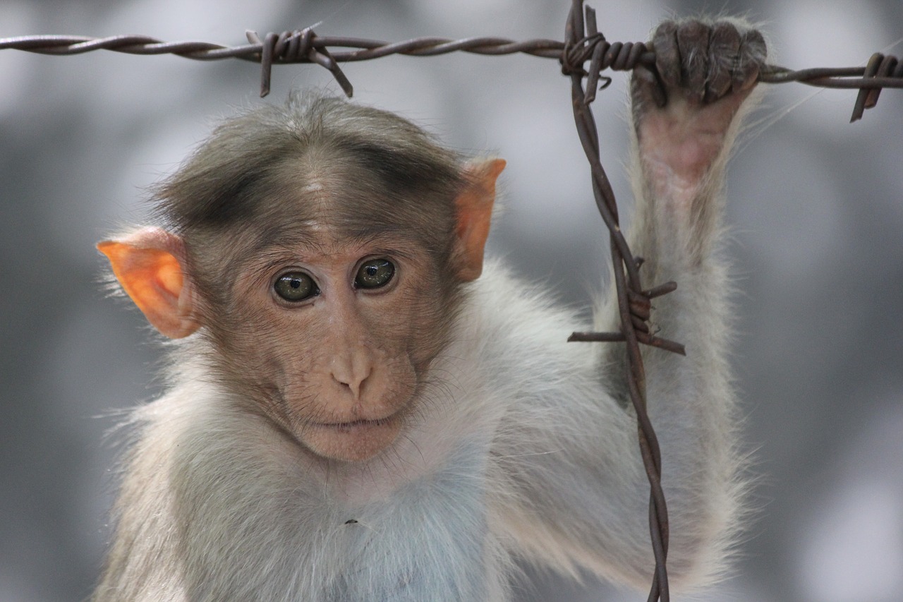 monkey  india  animal free photo