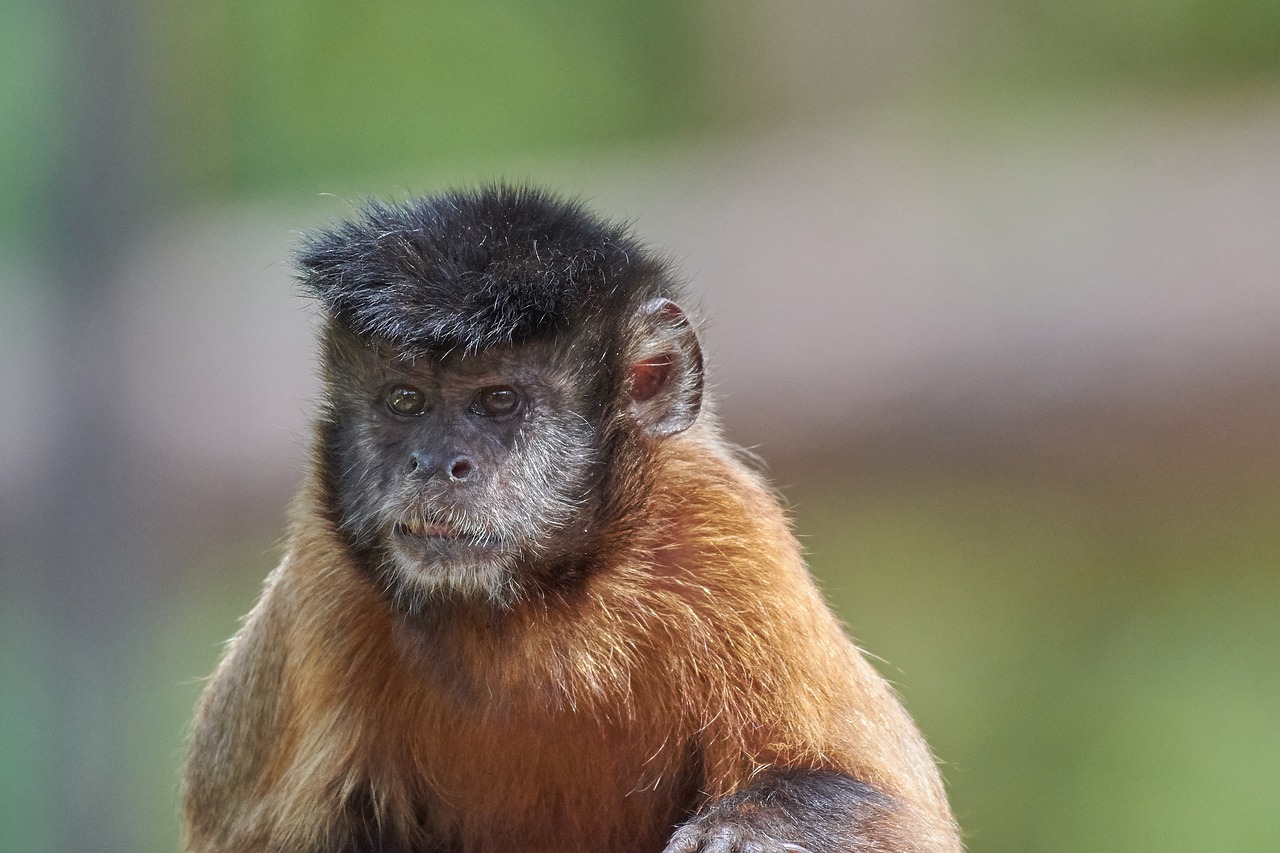 monkey  face  capuchin free photo