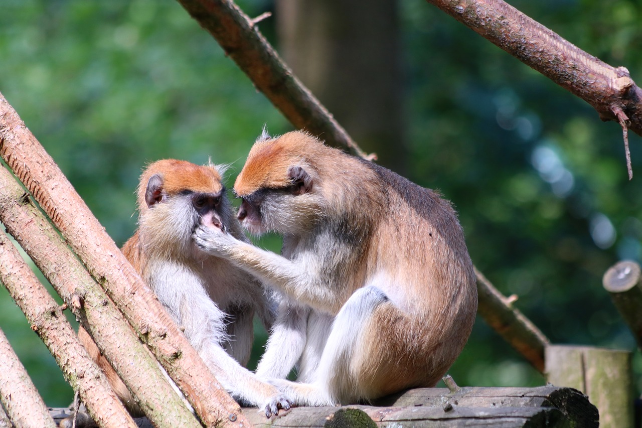 monkey  primate  mammal free photo