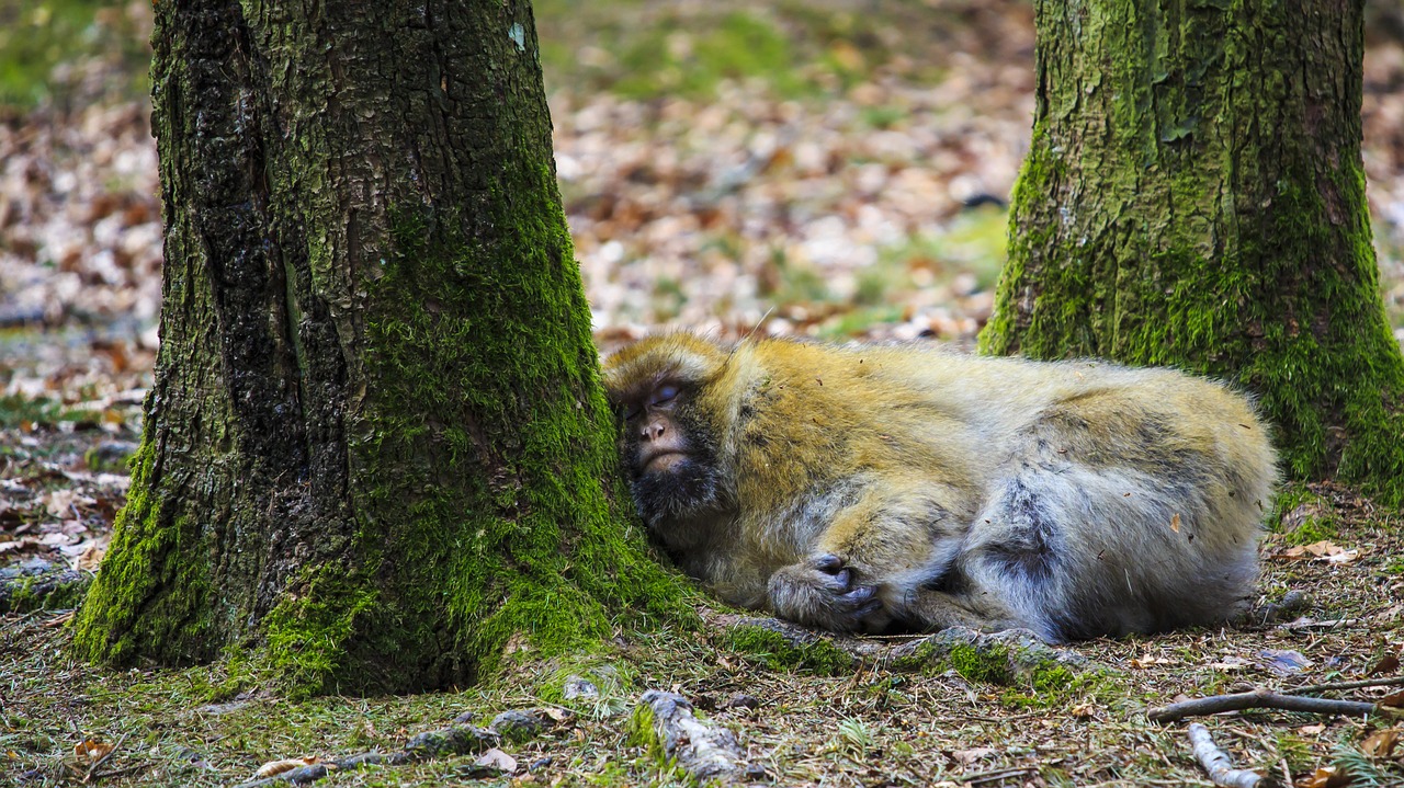 monkey  sleep  tired free photo