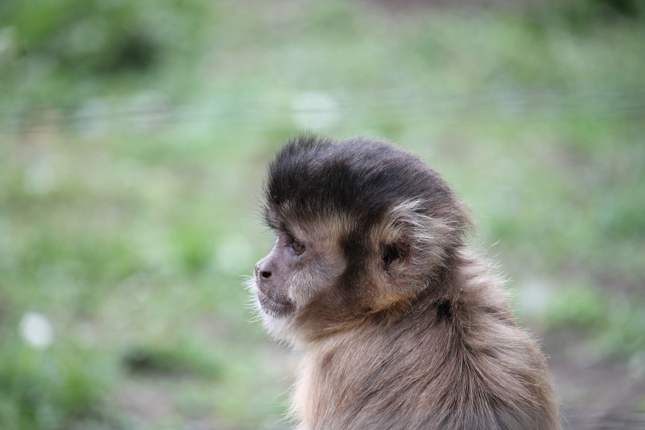 monkey  squirrel monkey  äffchen free photo