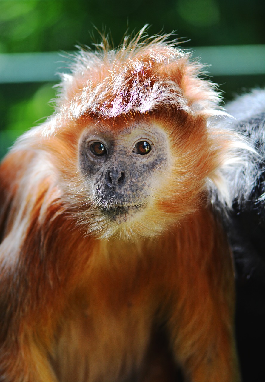monkey  lutung  javanese free photo