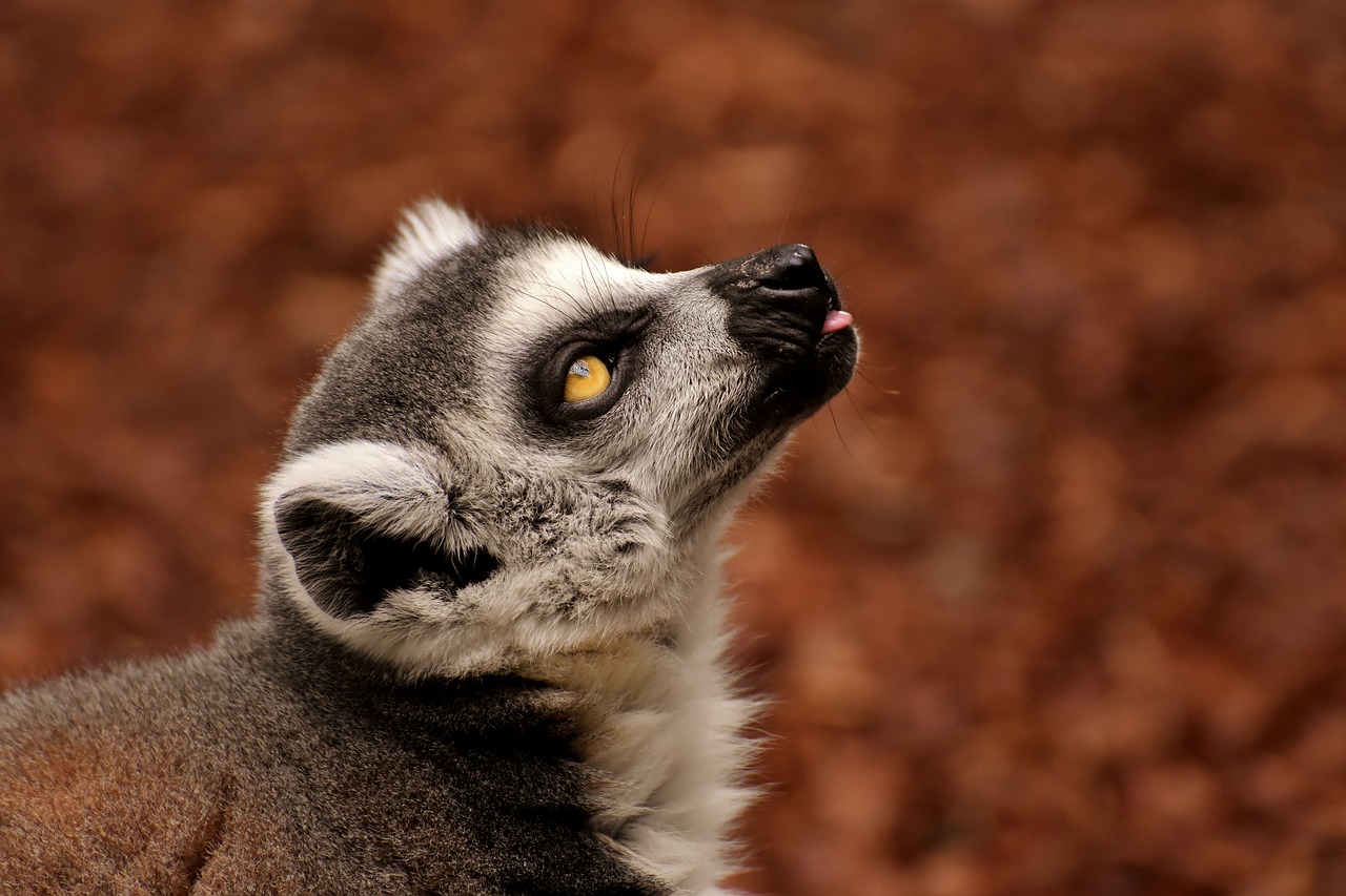 monkey  lemur  cute free photo