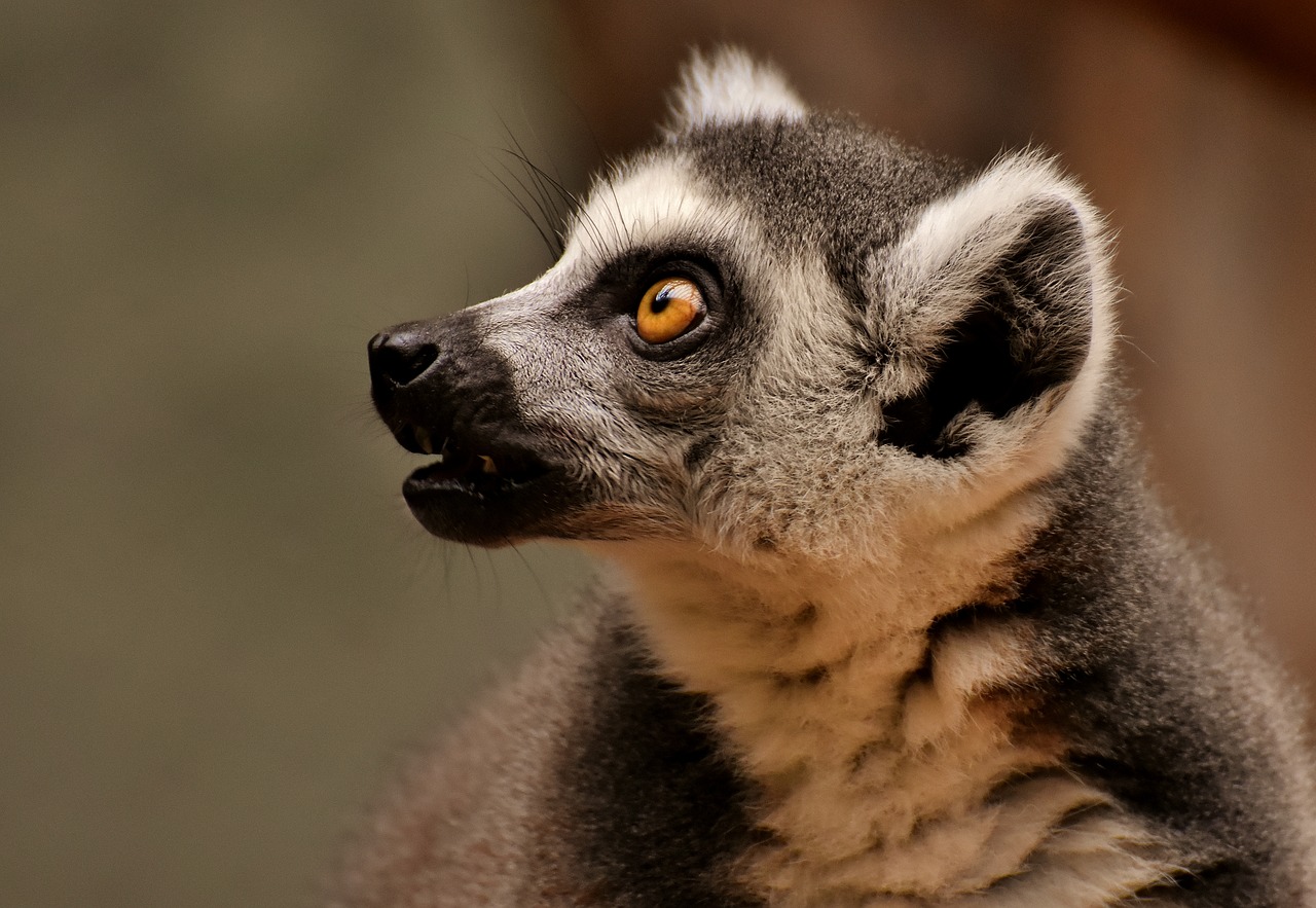 monkey  lemur  cute free photo