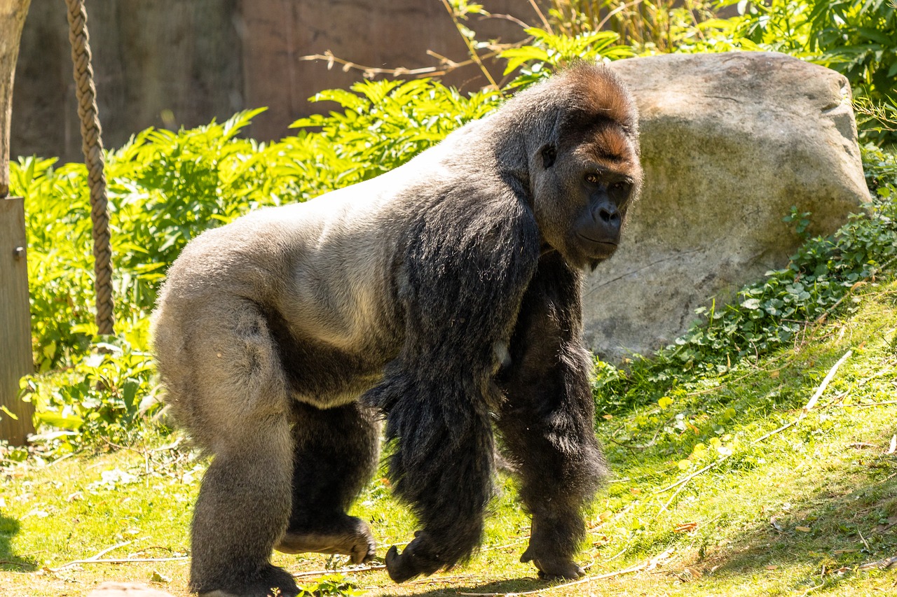 monkey  primate  gorilla free photo