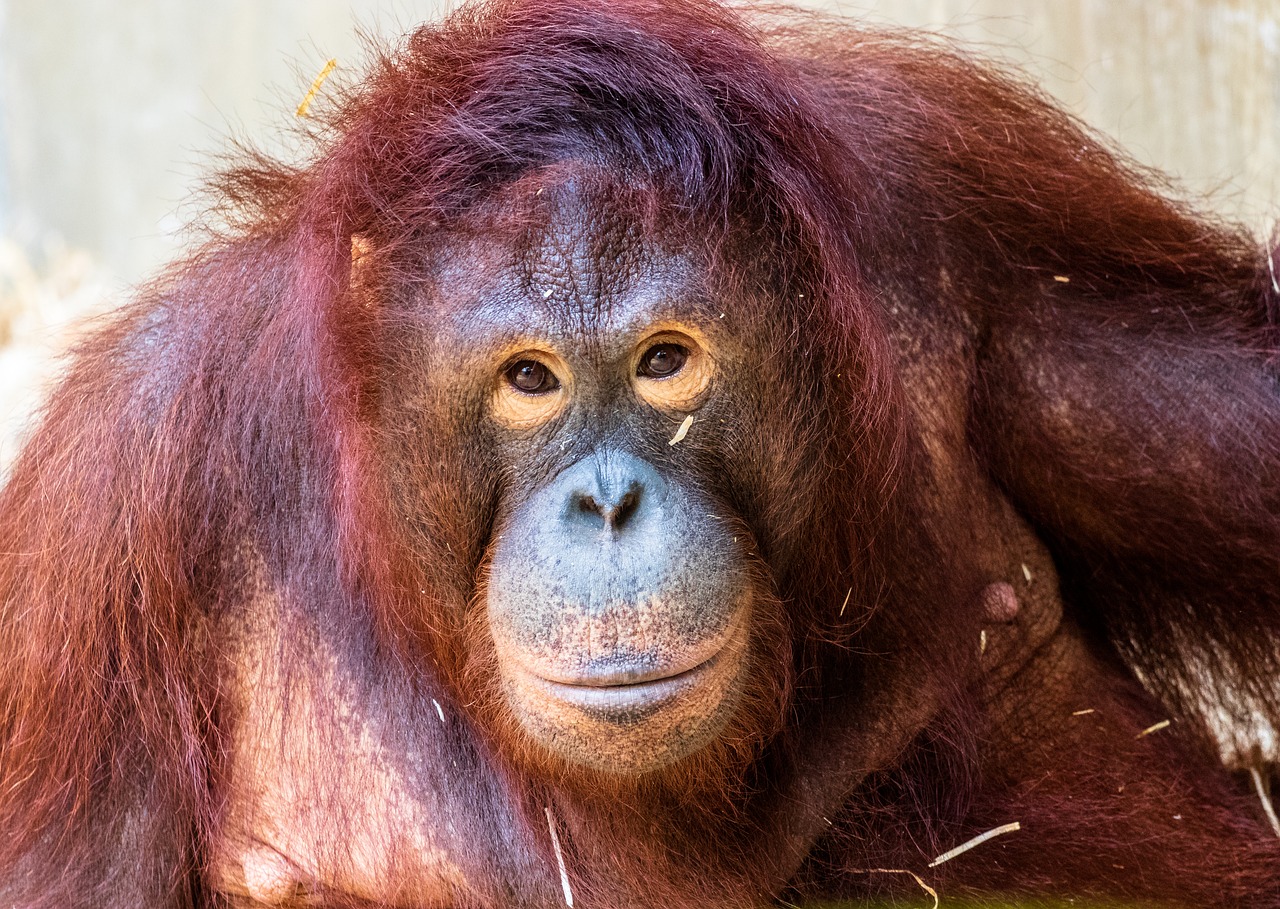 monkey  primate  orang utan free photo