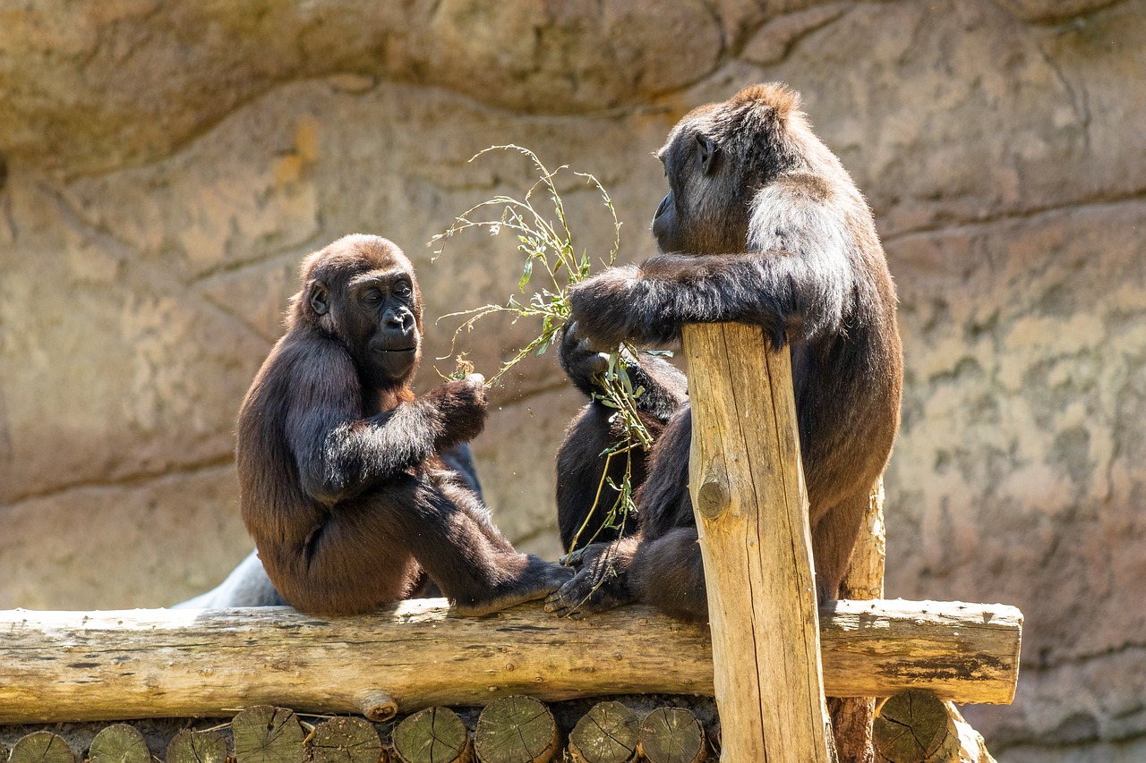 monkey  primate  gorilla free photo
