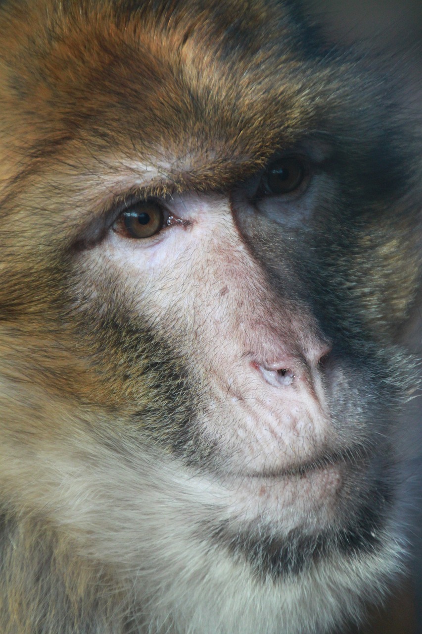 monkey barbary ape portrait free photo