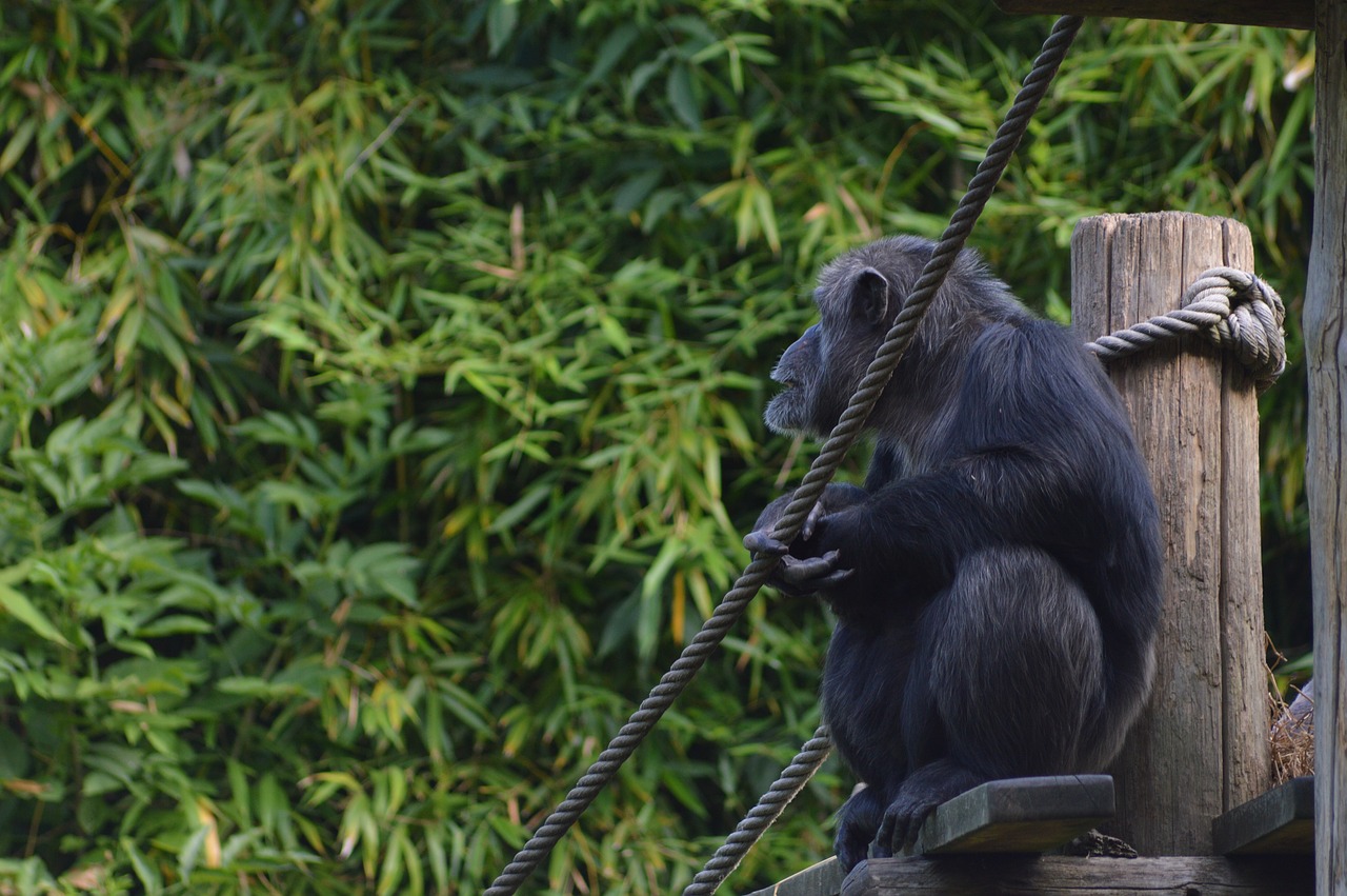 monkey  chimpanzee  primate free photo