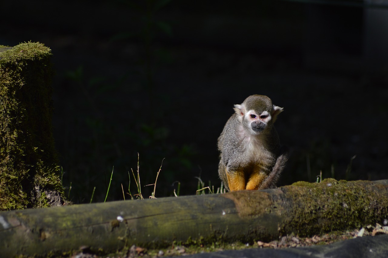 monkey  primate  zoo free photo