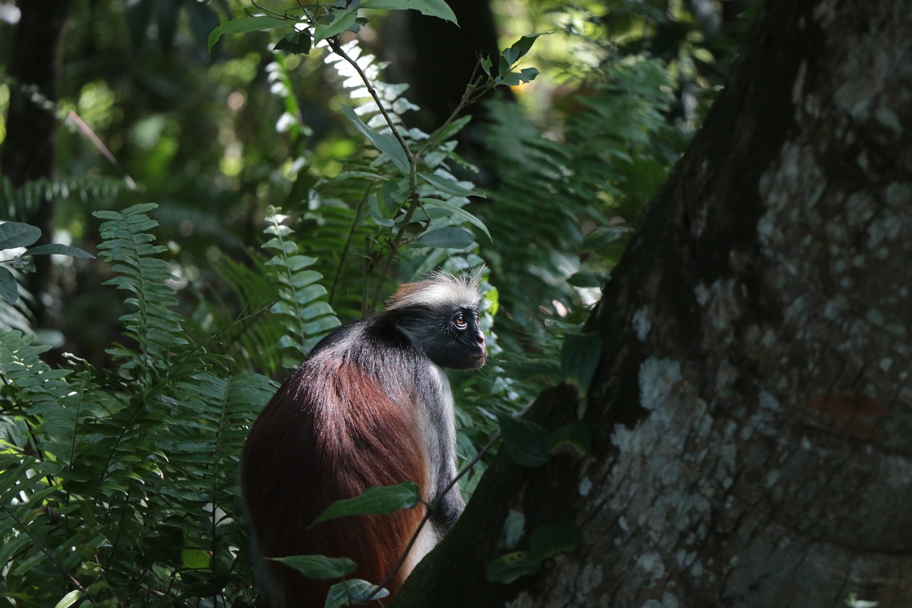 monkey  zanzibar  trees free photo