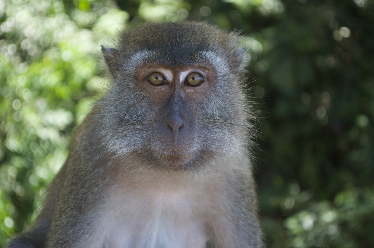 monkey serengeti mammal free photo