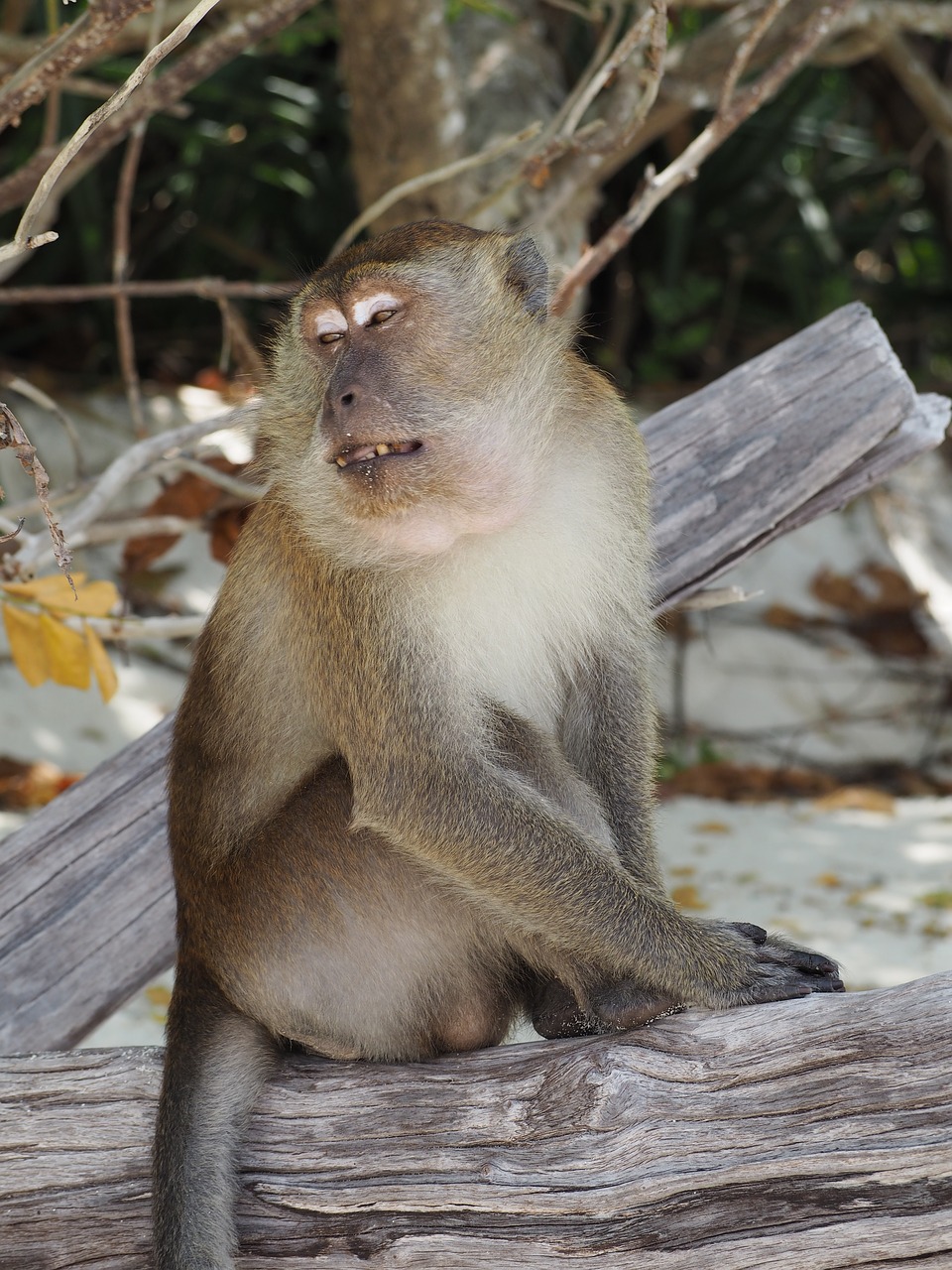 monkey  animal  thailand free photo