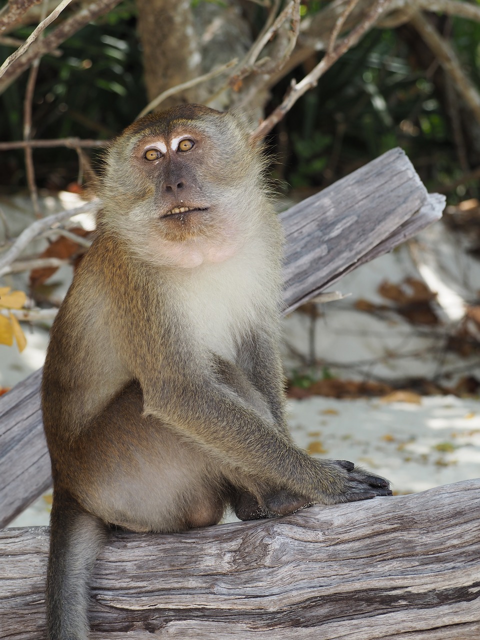 monkey  animal  thailand free photo