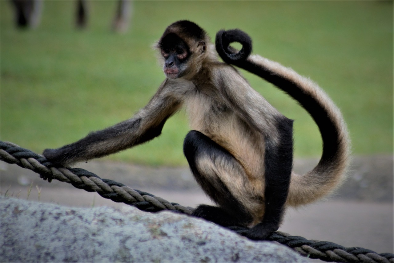 monkey  sitting  animal free photo