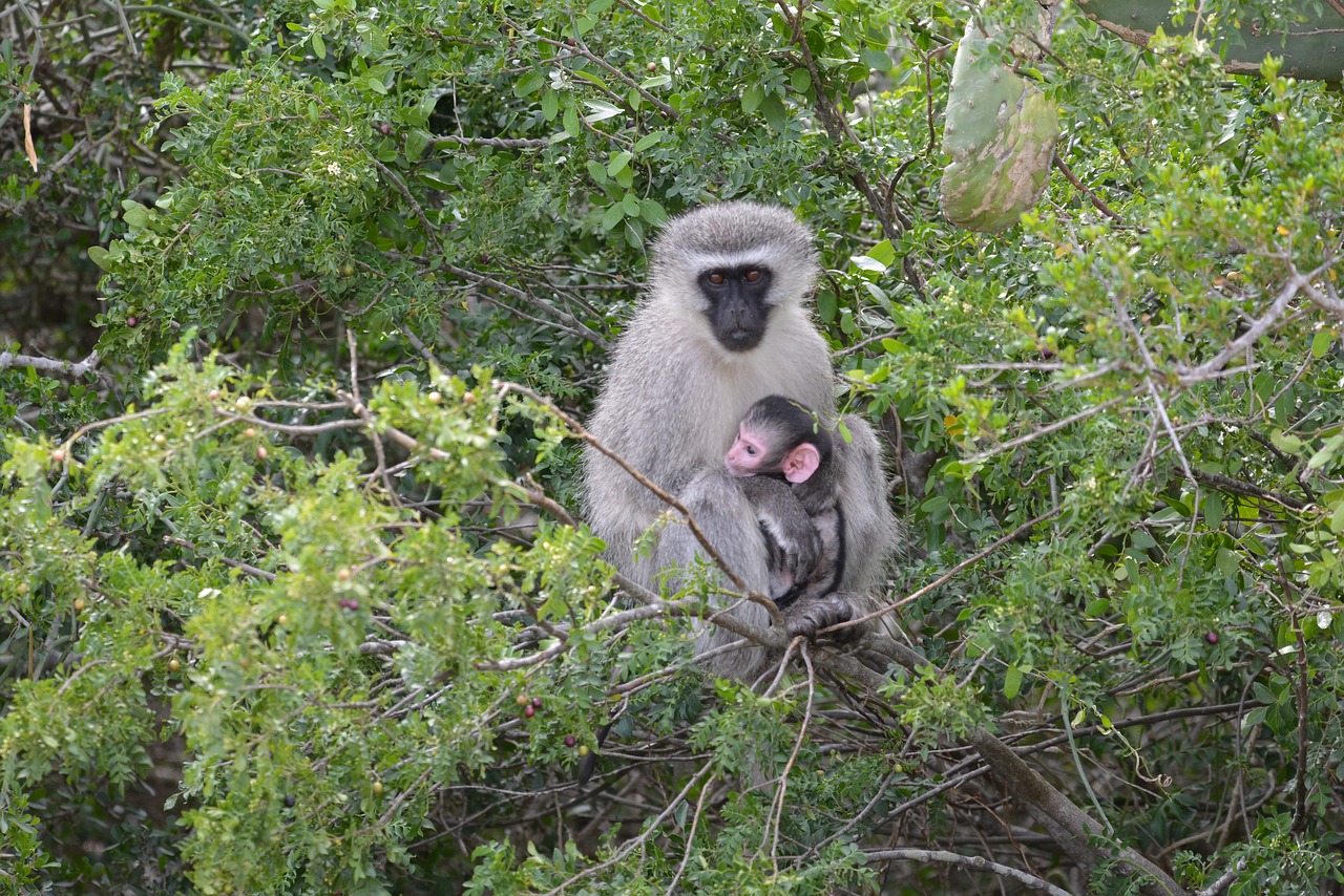 monkey  baby  tree free photo