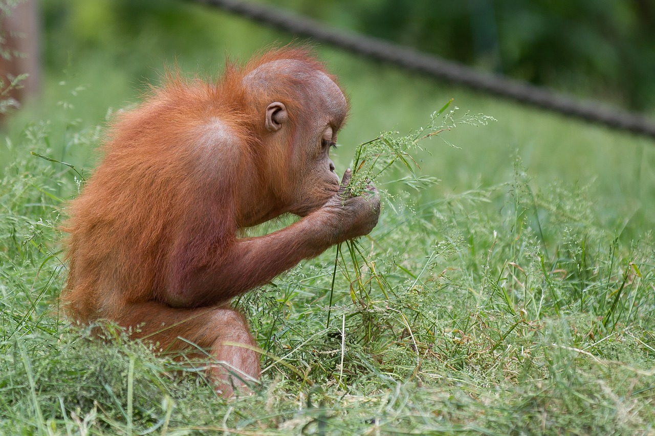 monkey  orang-utan  nature free photo