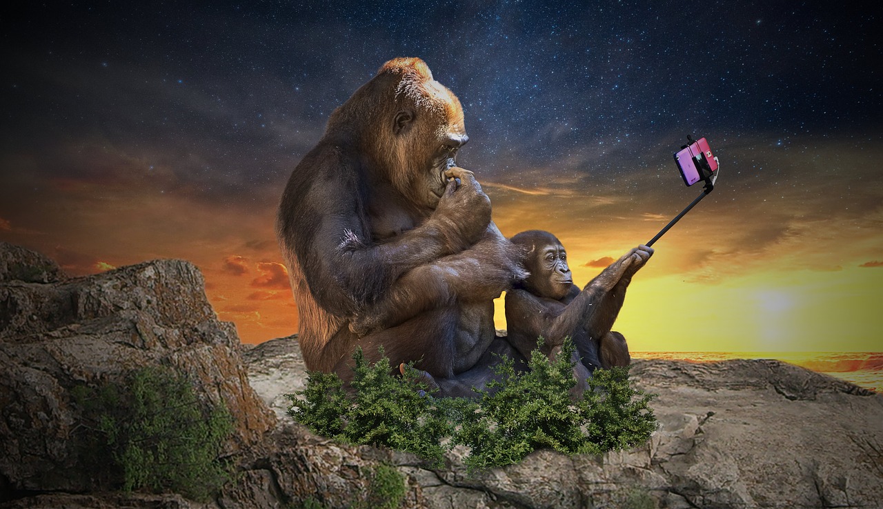 monkey  selfie  camera free photo
