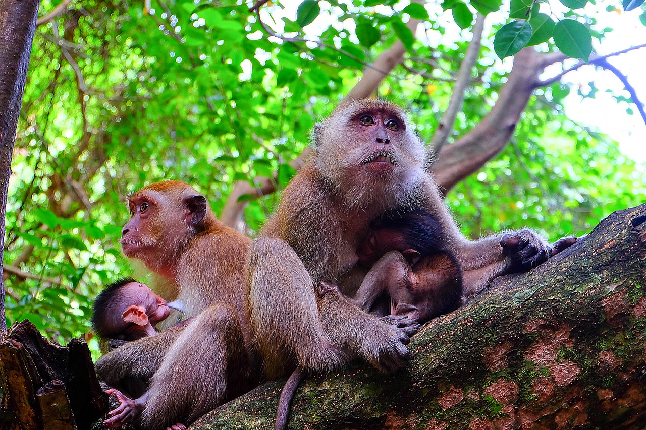 monkey  animals  mammal free photo