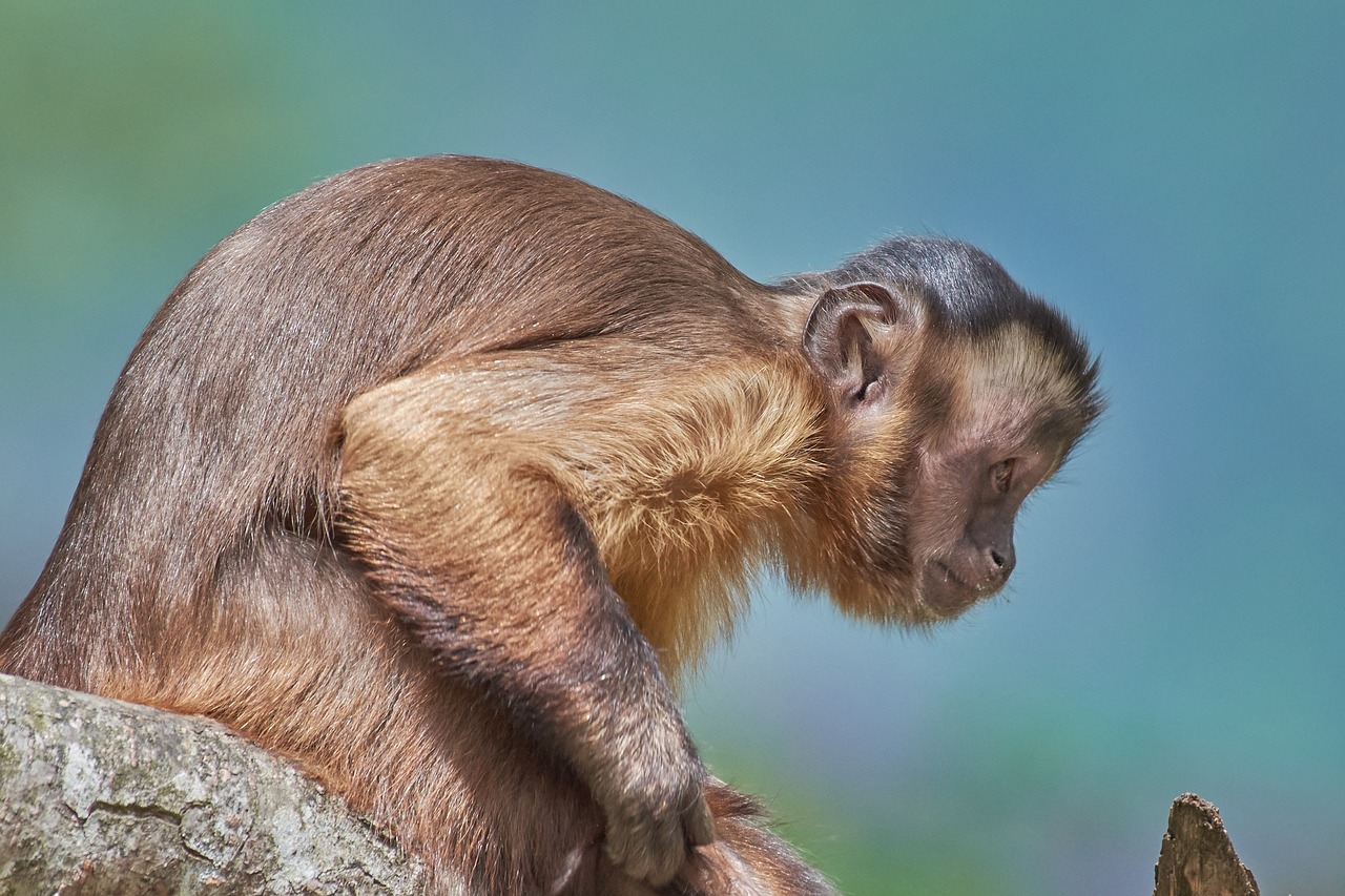 monkey  capuchin  mammal free photo
