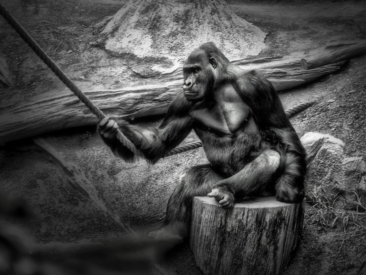 monkey gorilla habitat free photo