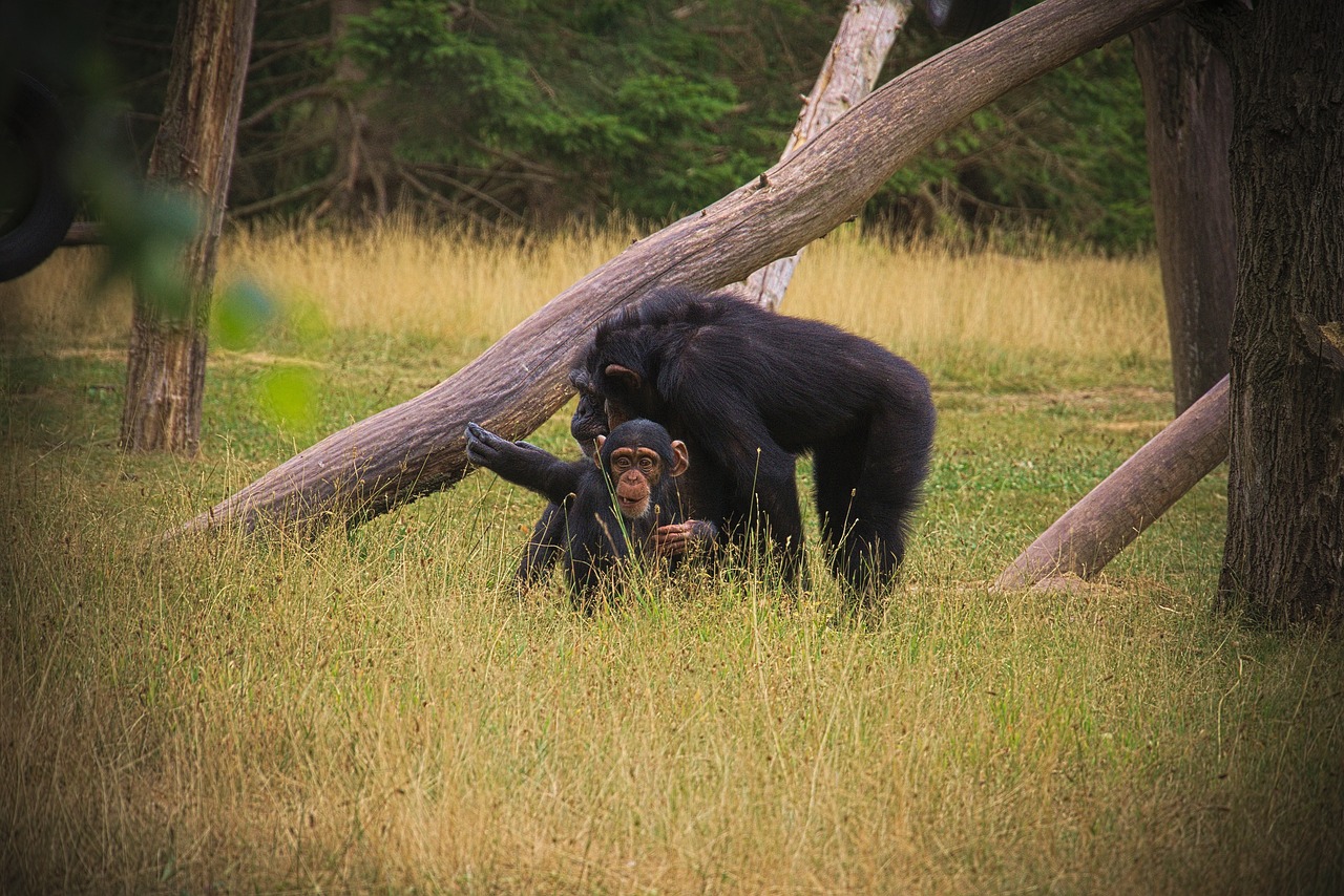 monkey  animal  africa free photo