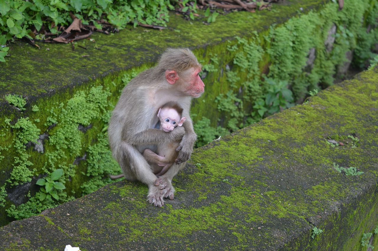 monkey  thenmala  animals free photo