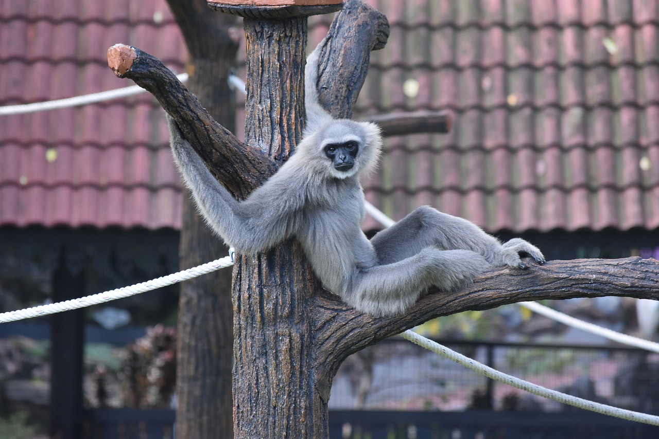 monkey  primate  malaysia free photo