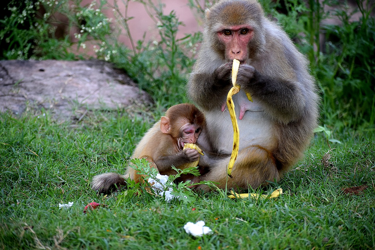 monkey  baby  animal free photo