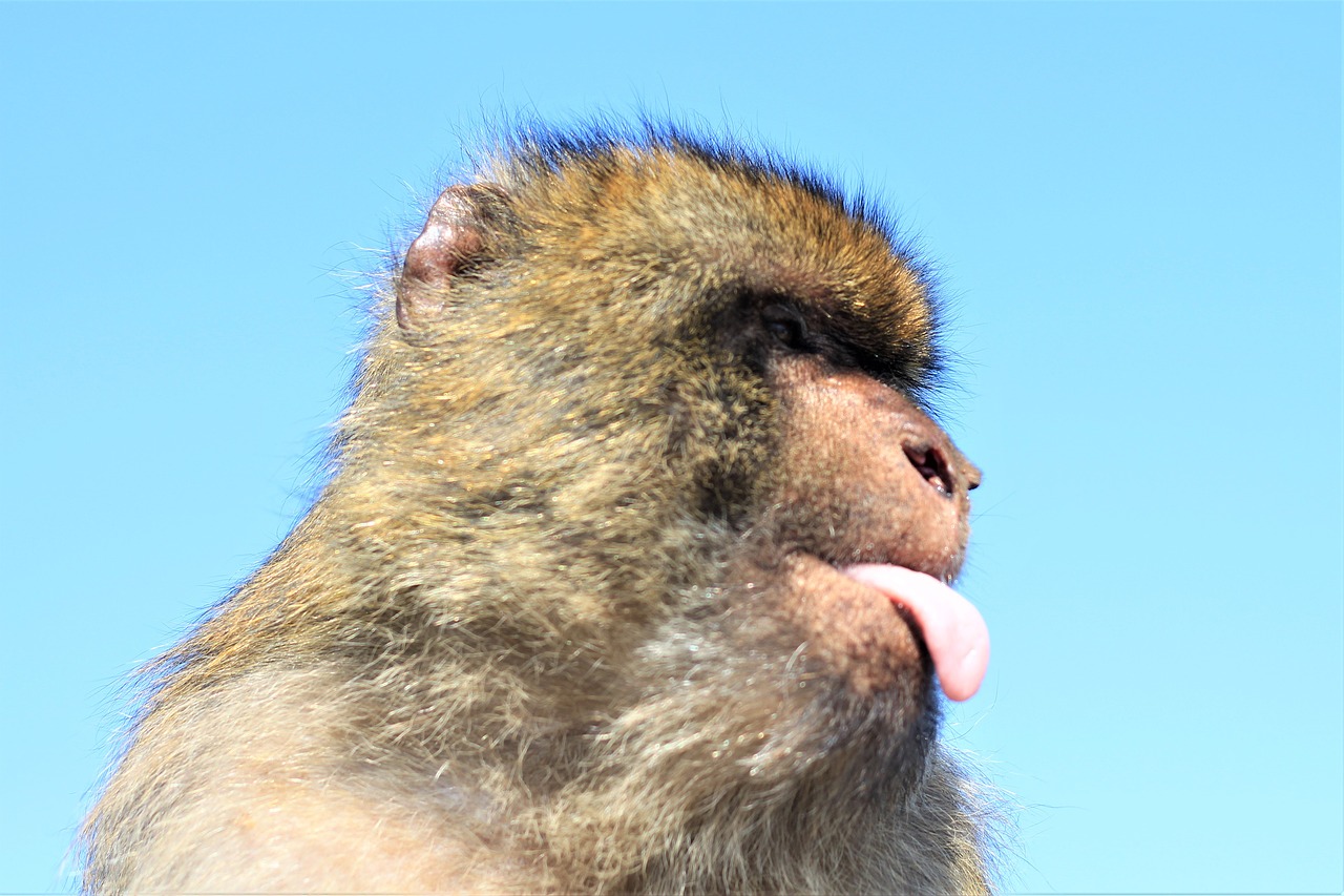 monkey  portrait  facial expression free photo
