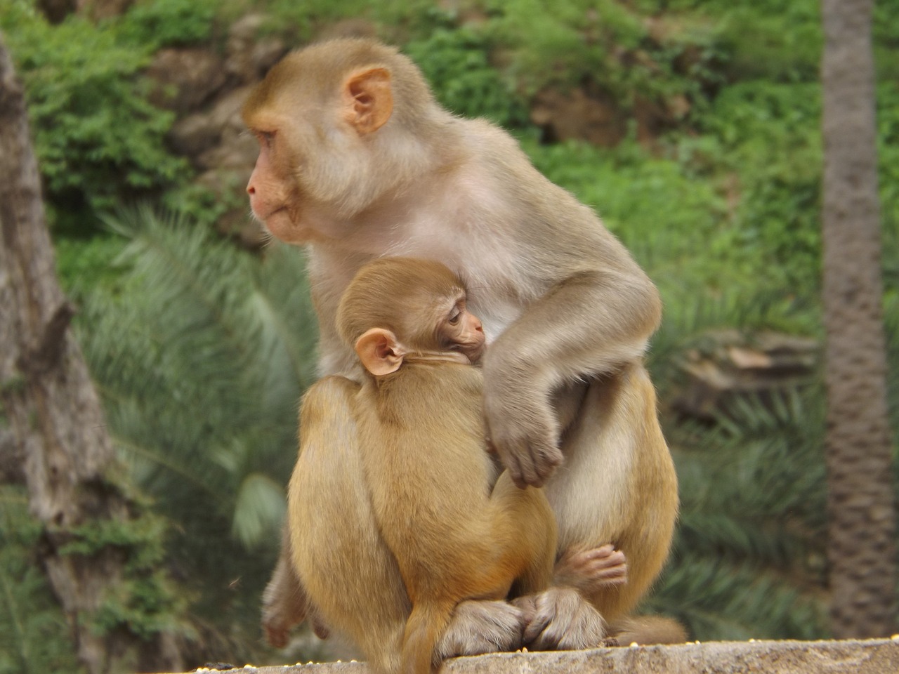 monkey  animal  mother free photo