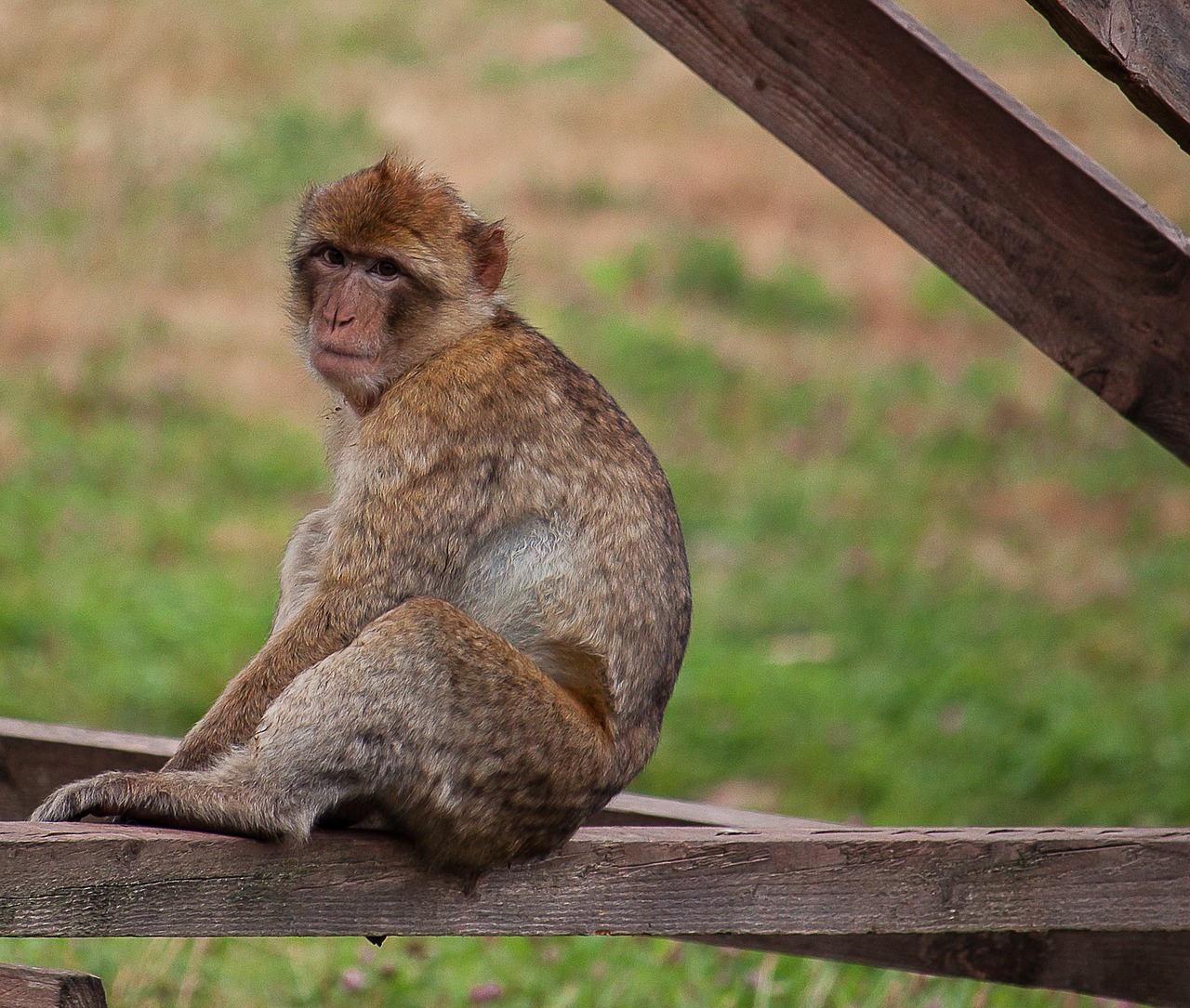 monkey  primate  animal free photo