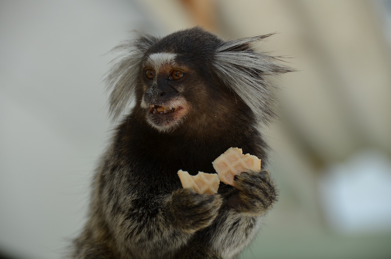 monkey  marmoset  animal free photo