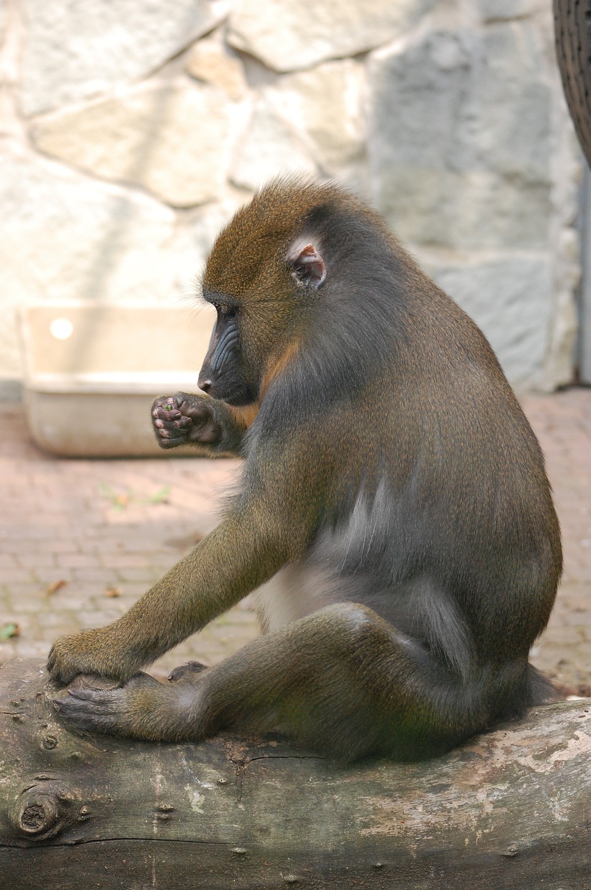 monkey  animal  animals free photo