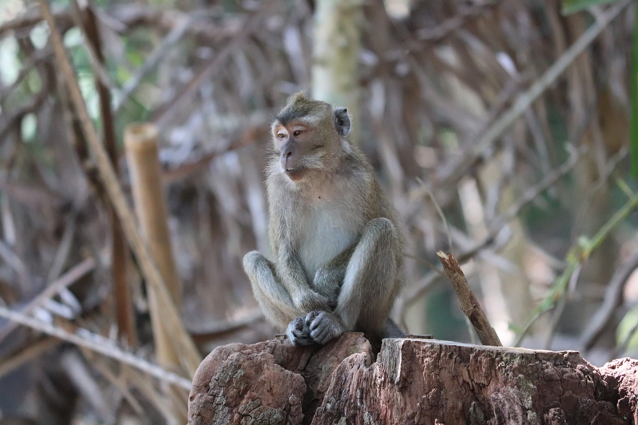 monkey  the wild  forest free photo