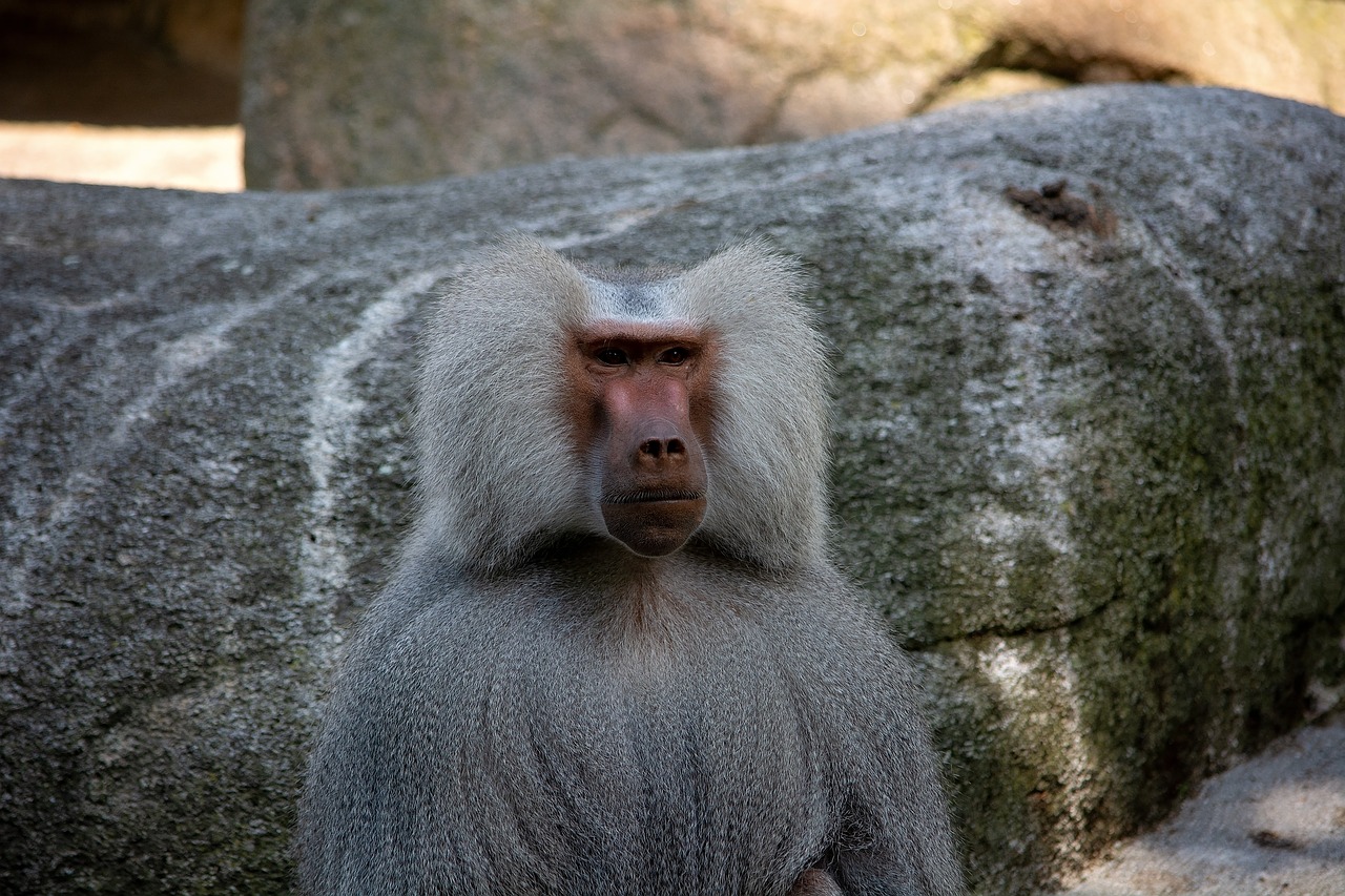 monkey  animal  mammal free photo