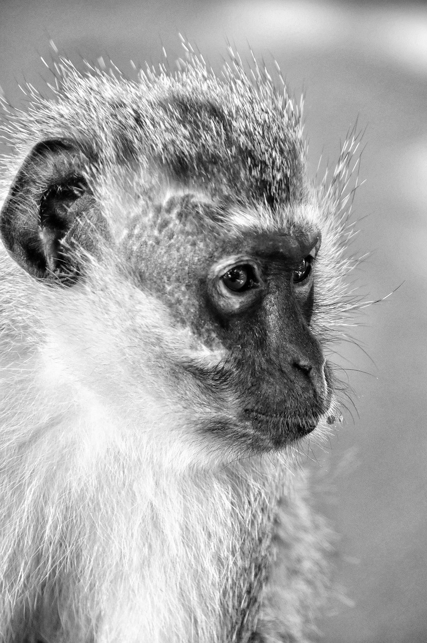 monkey  mammal  south africa free photo