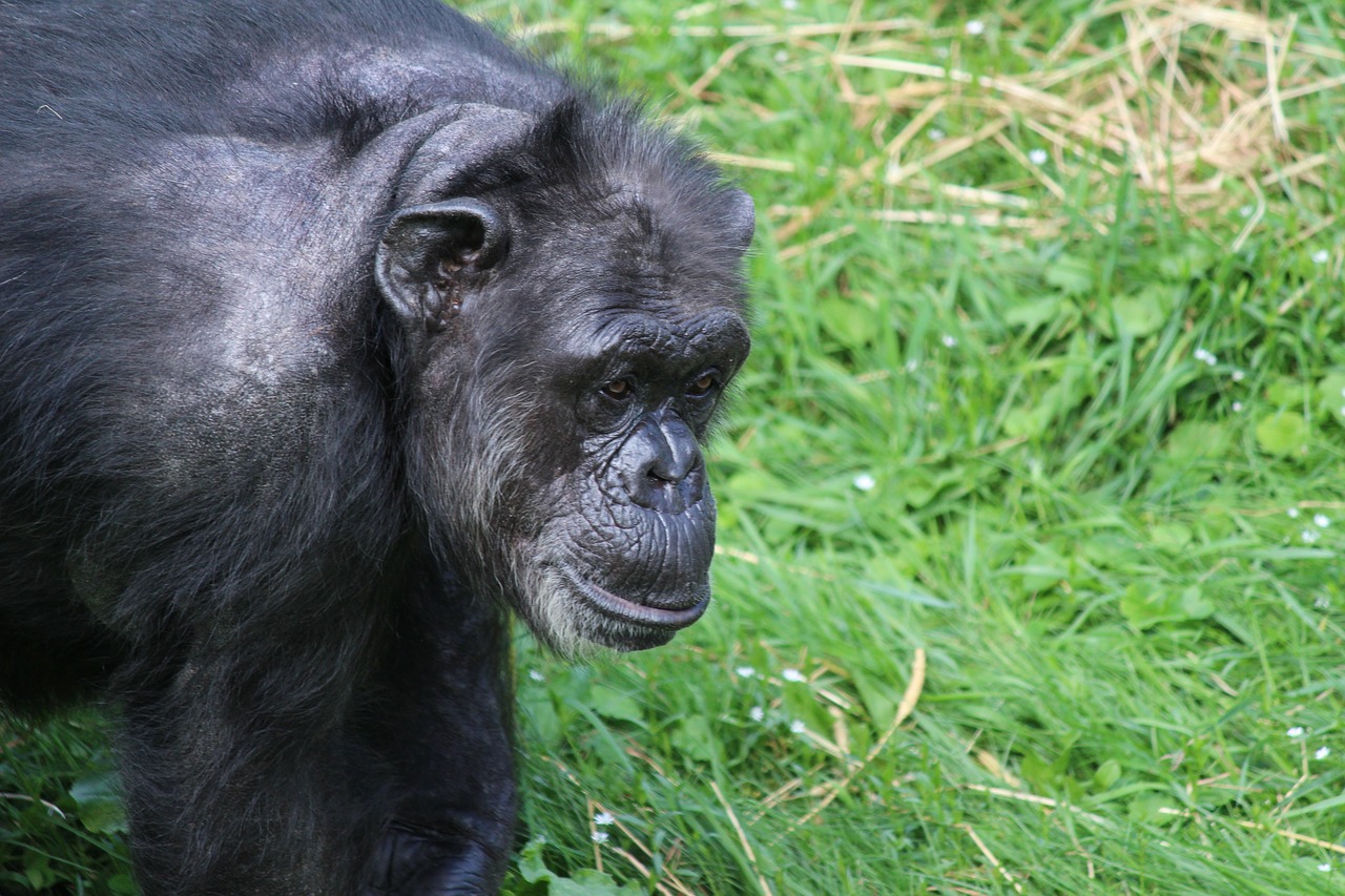 monkey  chimpanzee  mammals free photo