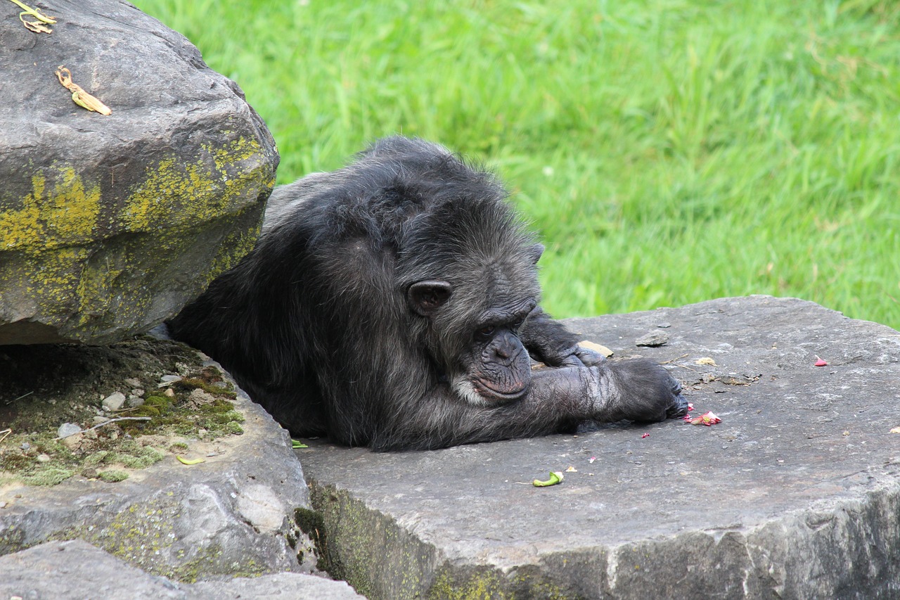 monkey  chimpanzee  mammals free photo