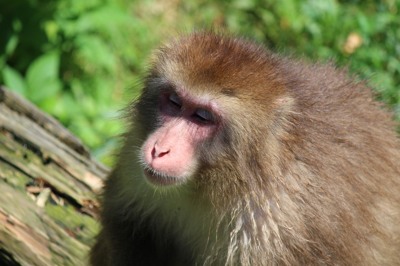monkey  macaque  mammals free photo