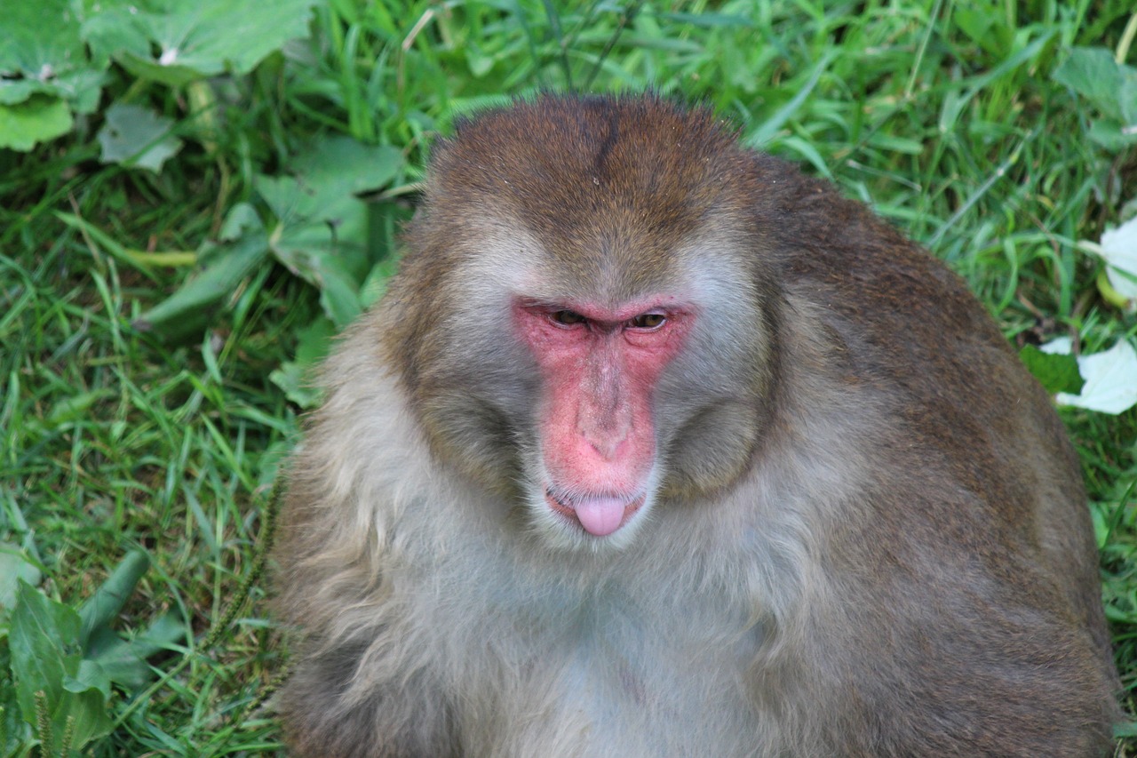monkey  primate  macaque free photo