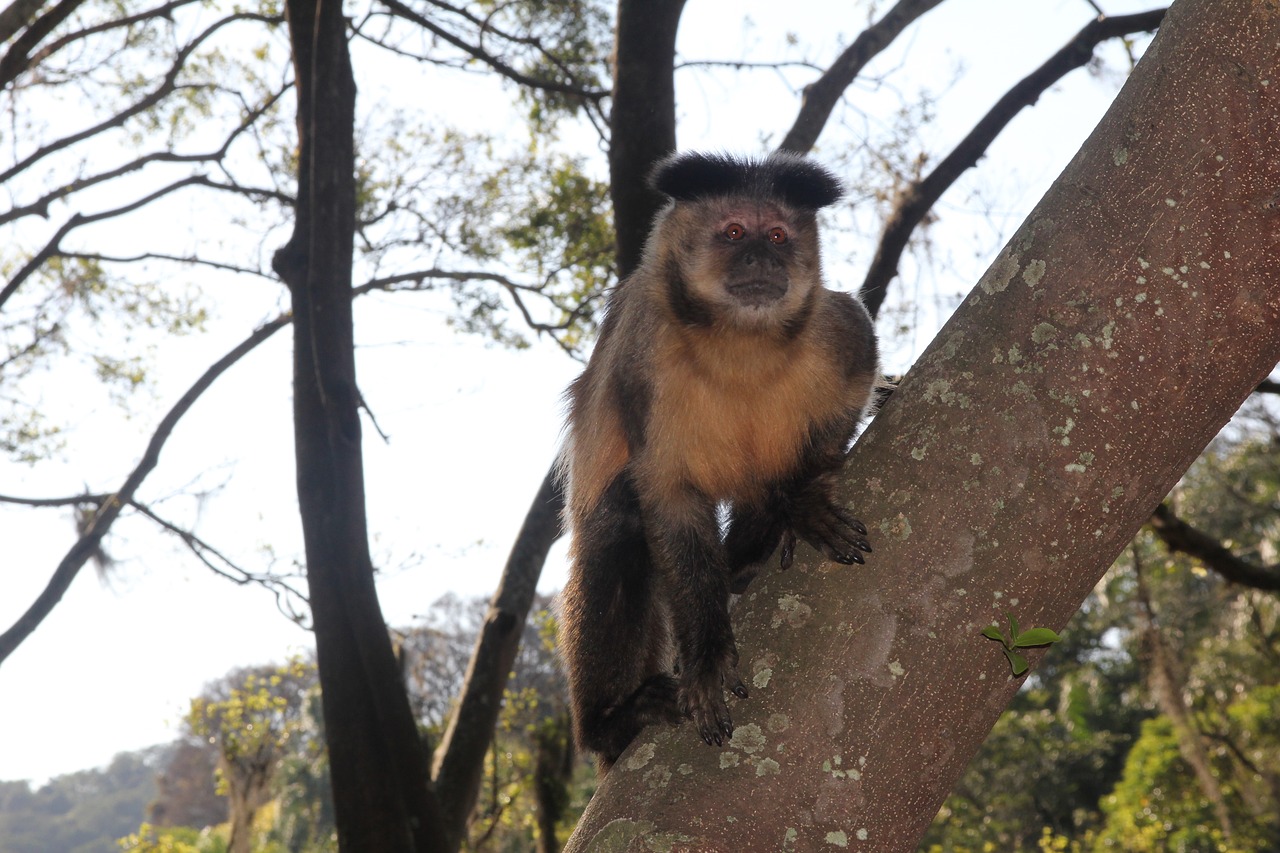 monkey  tree  nature free photo