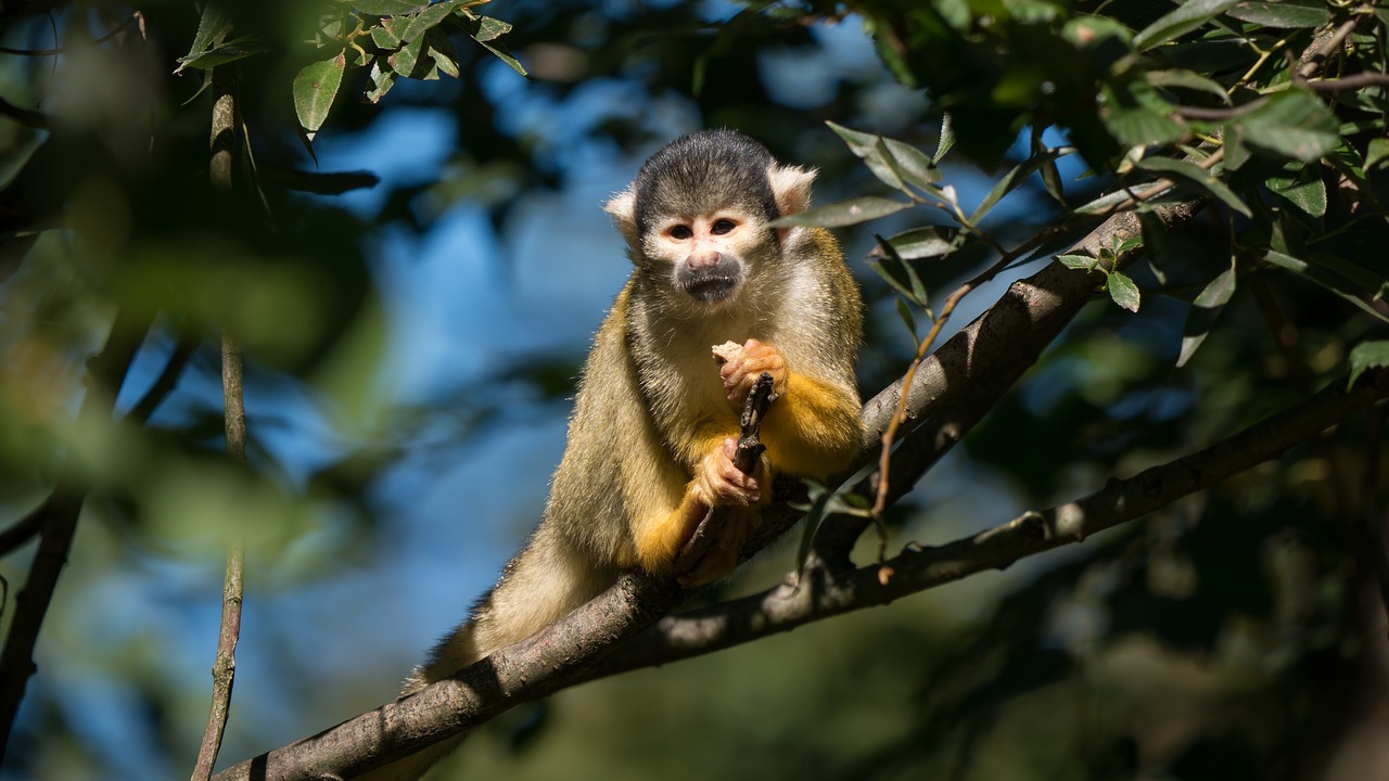 monkey  nilson  squirrel monkey free photo