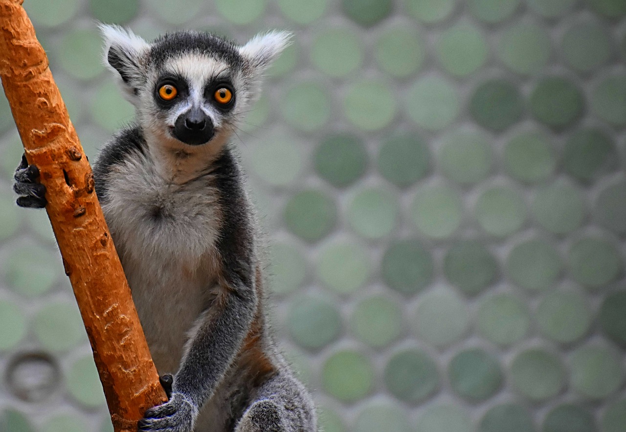 monkey  lemur  cute free photo