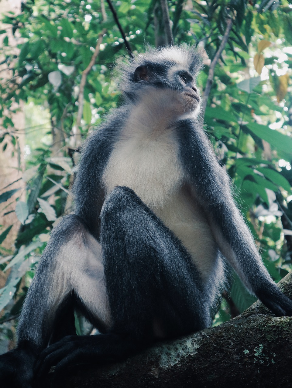 monkey  indonesia  sumatera free photo