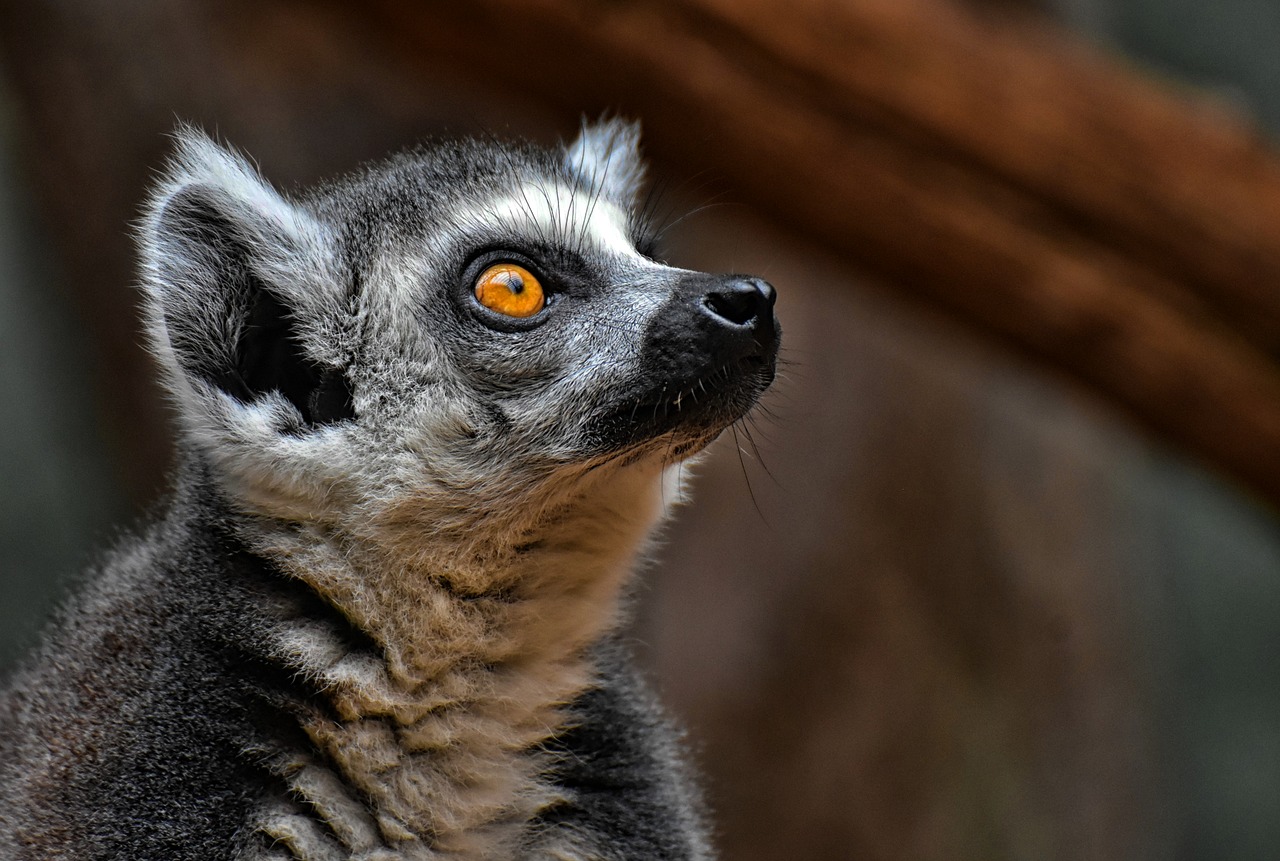 monkey  lemur  cute free photo